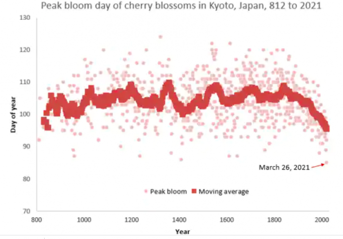 A japáncseresznye virágzásának időpontjai – Fotó: Osaka Prefecture University