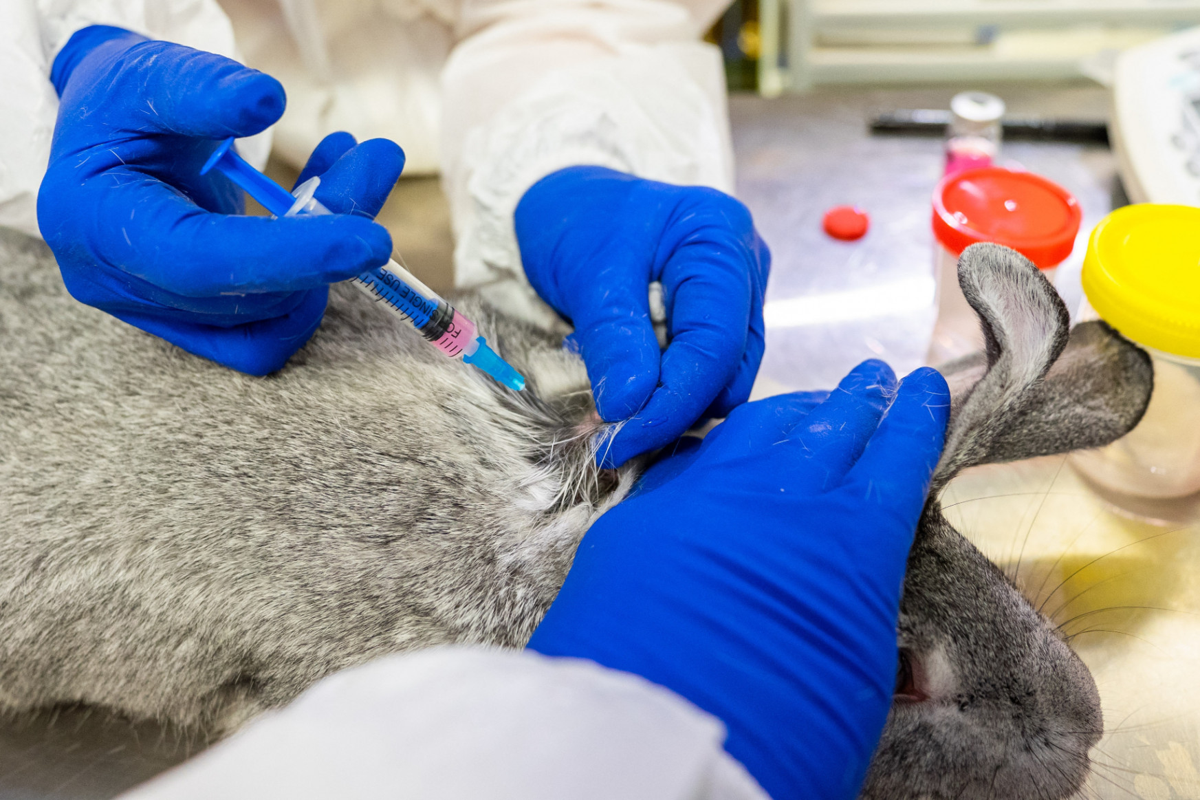Állatoknak fejlesztettek ki koronavírus elleni vakcinát Oroszországban