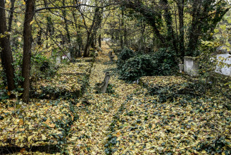 Alternatív temetkezési lehetőséget vizsgálnak Budapesten: az emlékerdőt