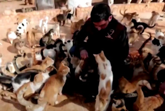 Több mint ezer macskát fogadtak be egy szíriai szentélybe