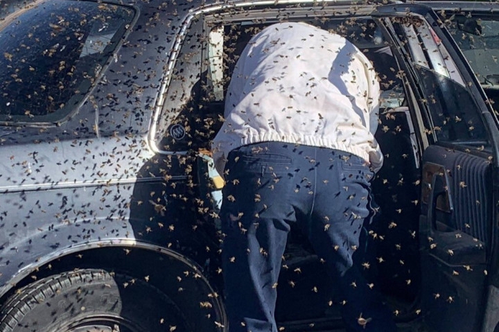 Tizenötezer méhet talált kocsija hátsó ülésén egy új-mexikói férfi a bevásárlás után