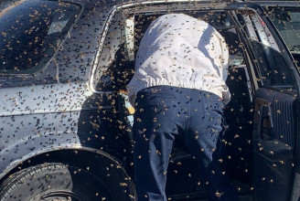 Tizenötezer méhet talált kocsija hátsó ülésén egy új-mexikói férfi a bevásárlás után