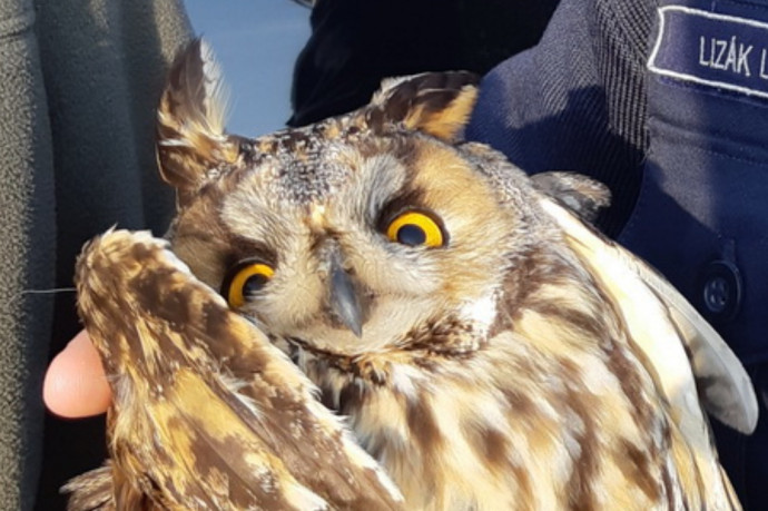 Törött szárnyú baglyot mentettek a felsőzsolcai rendőrök