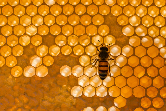 Meglehet a tömeges méhpusztulás oka: az újabb növényvédőszerek mérgezőbbek