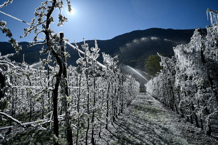 Gyümölcsültetvény La Palazzetta közelében 2021. április 8-án – Fotó: PIERO CRUCIATTI / AFP