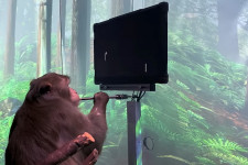 Videó Elon Musk majmáról, ami elvileg az elméjével irányít videójátékokat