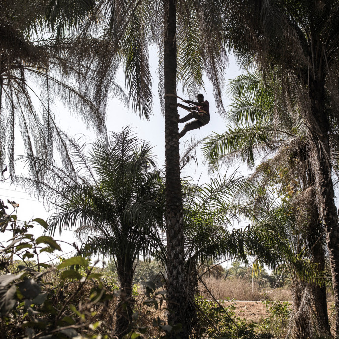 Egy országban egy az egyben betiltották a pálmaolajat