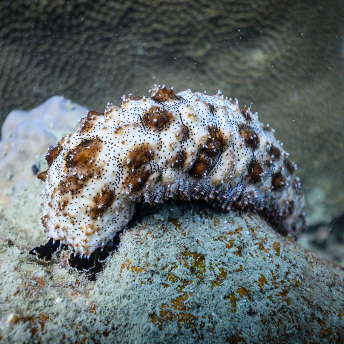A szervezett bűnözés is ráment a kilónként akár egymillió forintot érő tengeri uborkára