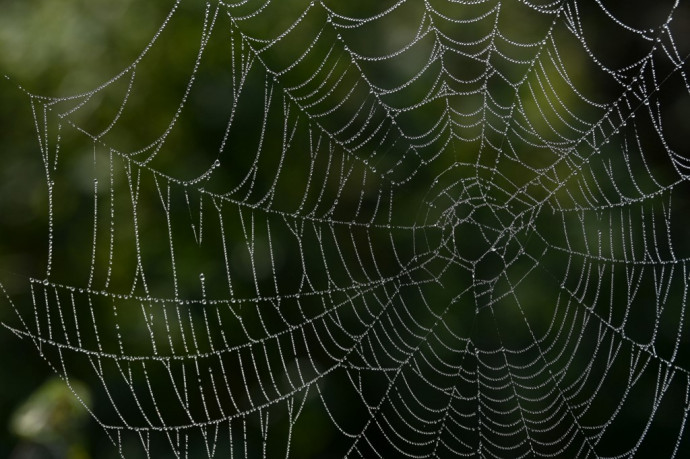 Hátborzongató, pókhálókból generált zene segíthet a pókok megértésében