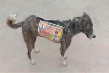 Viharvert kóbor kutyákat használnak hirdetőtáblaként indiai politikusok
