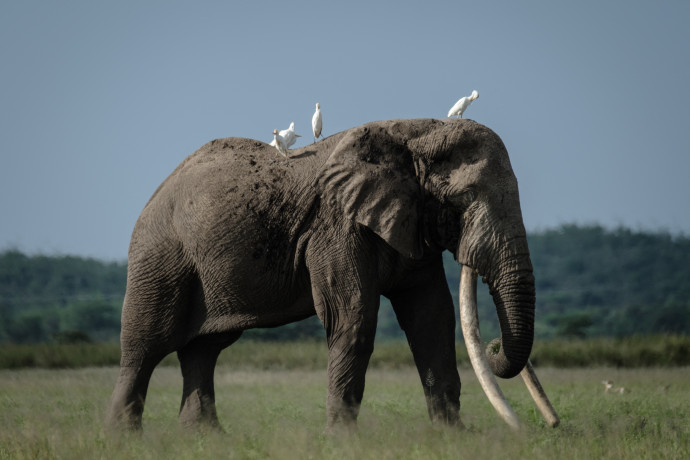 Afrikai elefánt 2021. március 2-án, Kenyában – Fotó: YASUYOSHI CHIBA / AFP