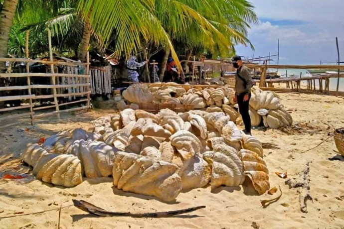 15 tonna óriáskagylót foglaltak le a Fülöp-szigeteken