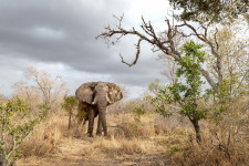 Elefántcsordába futottak a menekülő vadorzók, az egyiküket halálra taposták