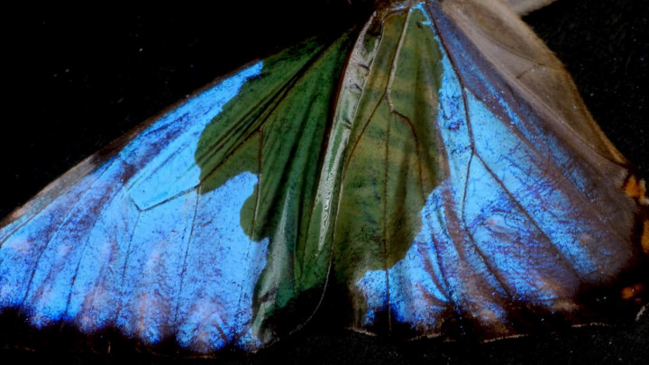 Az alkohol hatására eltűnik a kék Morpho lepke szárnyának kék színe – Fotó: It's Okay To Be Smart / YouTube