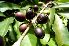 Sierra Leone dzsungelében találták meg a kávétermesztés jövőjét
