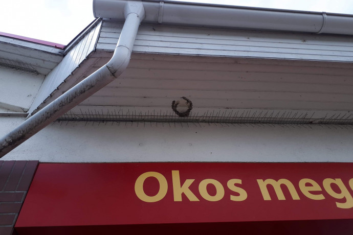 Eltávolítja üzleteiről a Penny Market a fecskeriasztó tüskéket