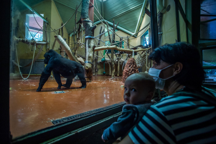 Látogatók egy gorillát néznek az emberszabású majmok házában, a Fővárosi Állat- és Növénykertben 2020. szeptember 25-én – Fotó: Balogh Zoltán / MTI