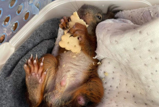 Otthonra talált Turbó, a háromlábú mentett mókus