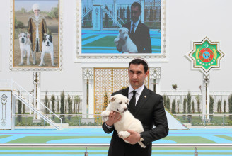 Türkmenisztánban nemzeti ünnepnapot kapott a közép-ázsiai juhászkutya, az elnök kedvenc kutyafajtája