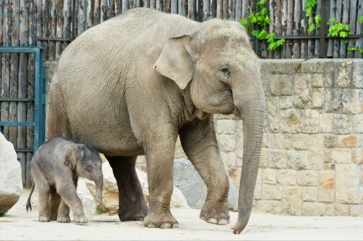 Kiselefánt született a fővárosi állatkertben