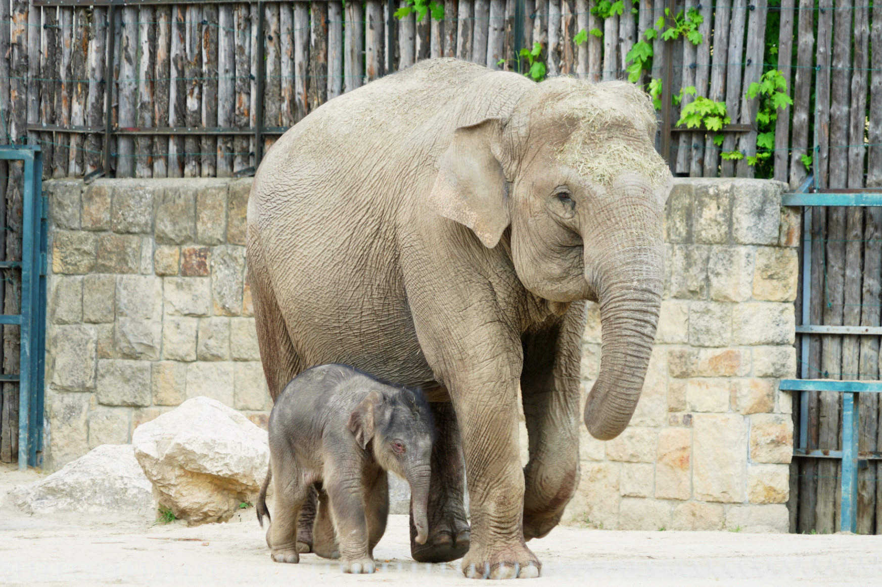 Kiselefánt született a fővárosi állatkertben