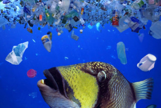 Baktériumokkal távolíthatják el a mikroműanyagokat az óceánból