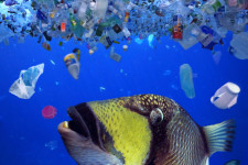 Baktériumokkal távolíthatják el a mikroműanyagokat az óceánból