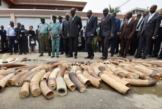 Kihalnak az elefántok Elefántcsontparton