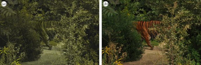Így jelenik meg egy tigris a dikromát (balra), illetve a trikromát (jobbra) látással rendelkezők számára. Fotó: Fennell et al. / University of Bristol