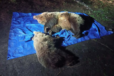 Kilőttek két medvét a Magas-Tátra egyik menedékháza közelében
