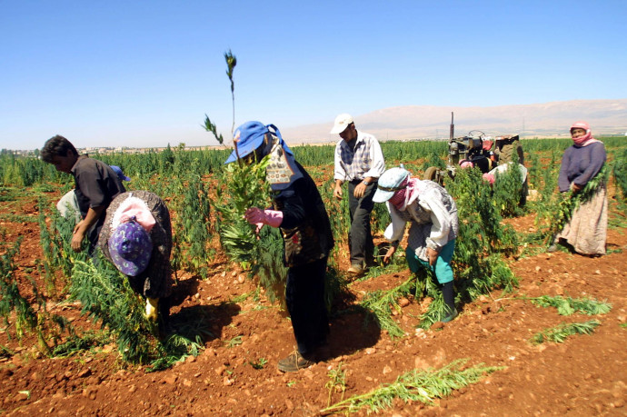Libanoni földművesek számolnak fel marihuána-ültetvényt egy kormányzati program keretében 2002-ben. Fotó: AFP