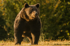Az EU legnagyobb barna medvéjét lőhették ki egy székelyföldi illegális trófeavadászaton