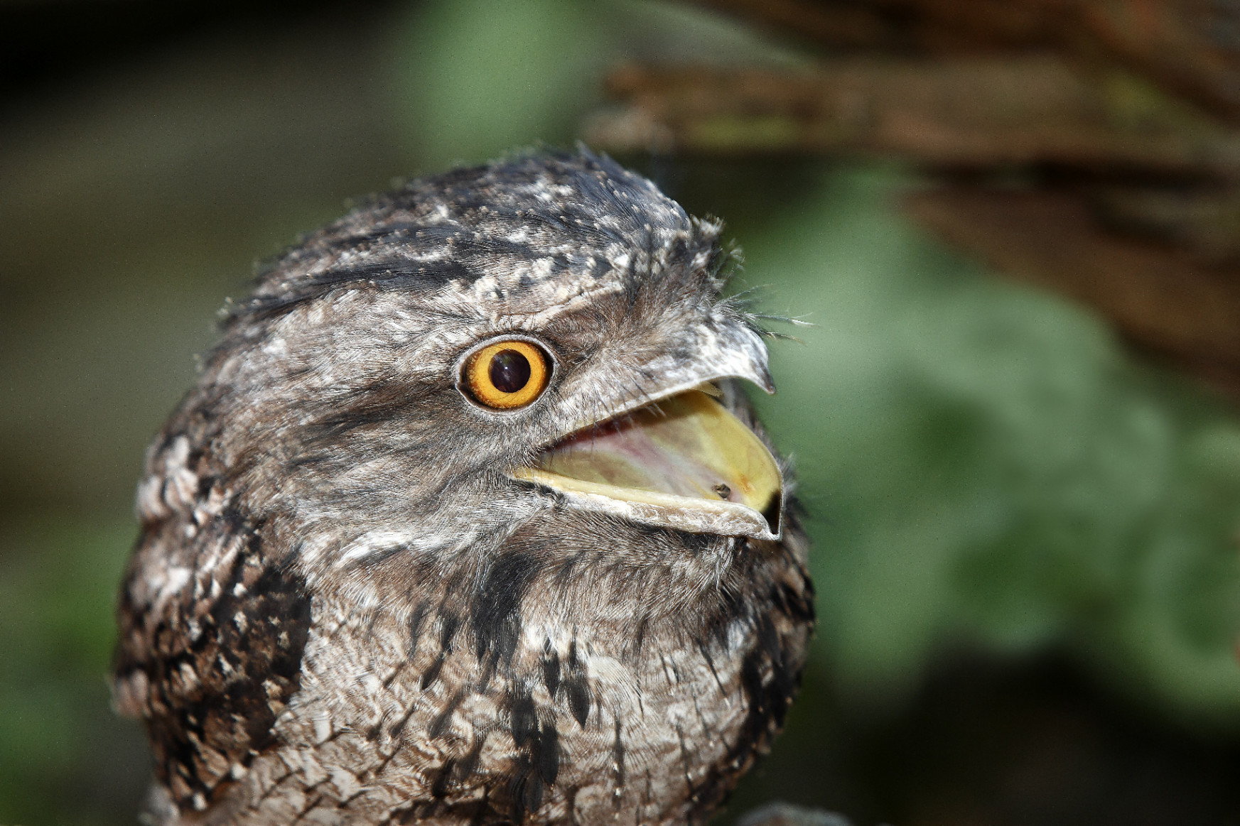 A bosszús arcú bagolyfecskét hozta ki a legfotogénebb madárnak egy kutatás