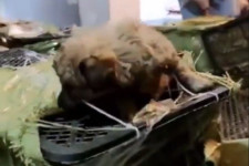 Új online őrület hódít Kínában, egyre többen rendelnek bedobozolt háziállatokat