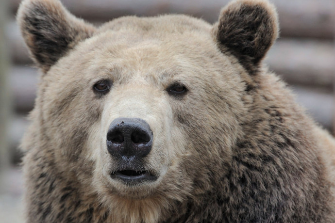 Most a Börzsöny nyugati részén találhattak medvelábnyomot
