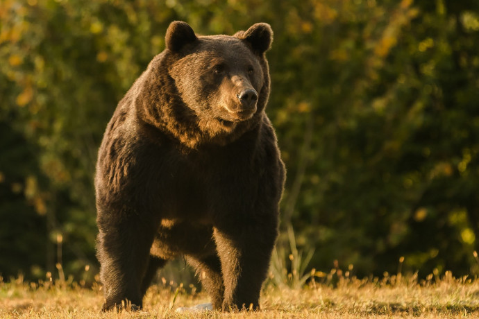 Nem az EU legnagyobb barna medvéjét lőtte ki Székelyföldön, állítja a liechtensteini herceg
