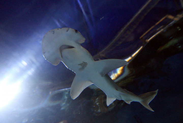 Pörölycápákkal bizonyították be, hogy a cápafajok a mágneses mezőt használva tájékozódnakFotó: Steve Parsons/Getty Images