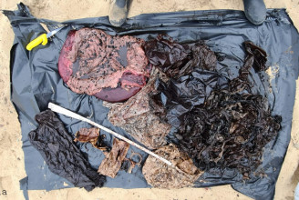 Tizenhat kilogramm műanyagot találtak egy csőröscet gyomrában Franciaországban