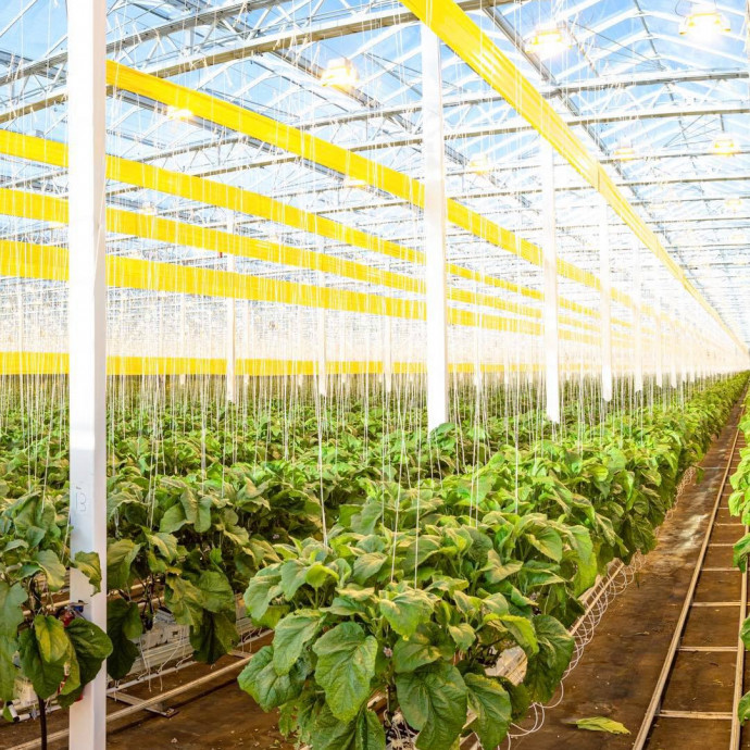 Városi tetőkön létrehozott kertekkel reformálnák meg a zöldségtermesztést