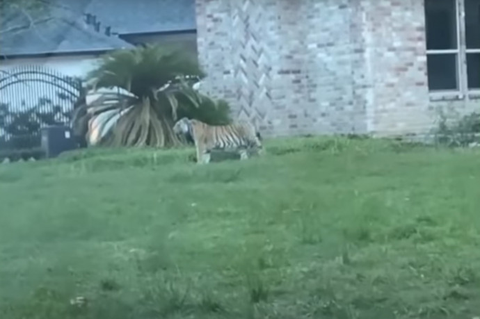 Bengáli tigrissel menekült a rendőrök elől egy gyilkossággal vádolt houstoni férfi