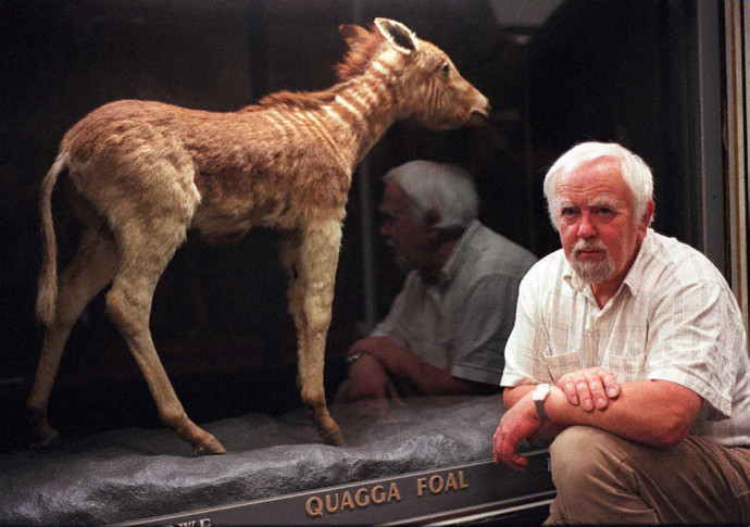 Reinhold Rau a kiállított kéthetes kvaggacsikó mellett a Dél-afrikai Múzeumban, Fokvárosban, 1997-ben – Fotó: ZIEMINSKI ANNA / AFP