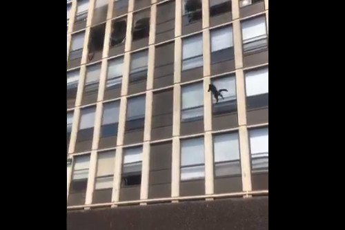 Kiesett a macska a kigyulladt chicagói épületből, zuhant öt emeletet, pattant egyet, majd elszaladt