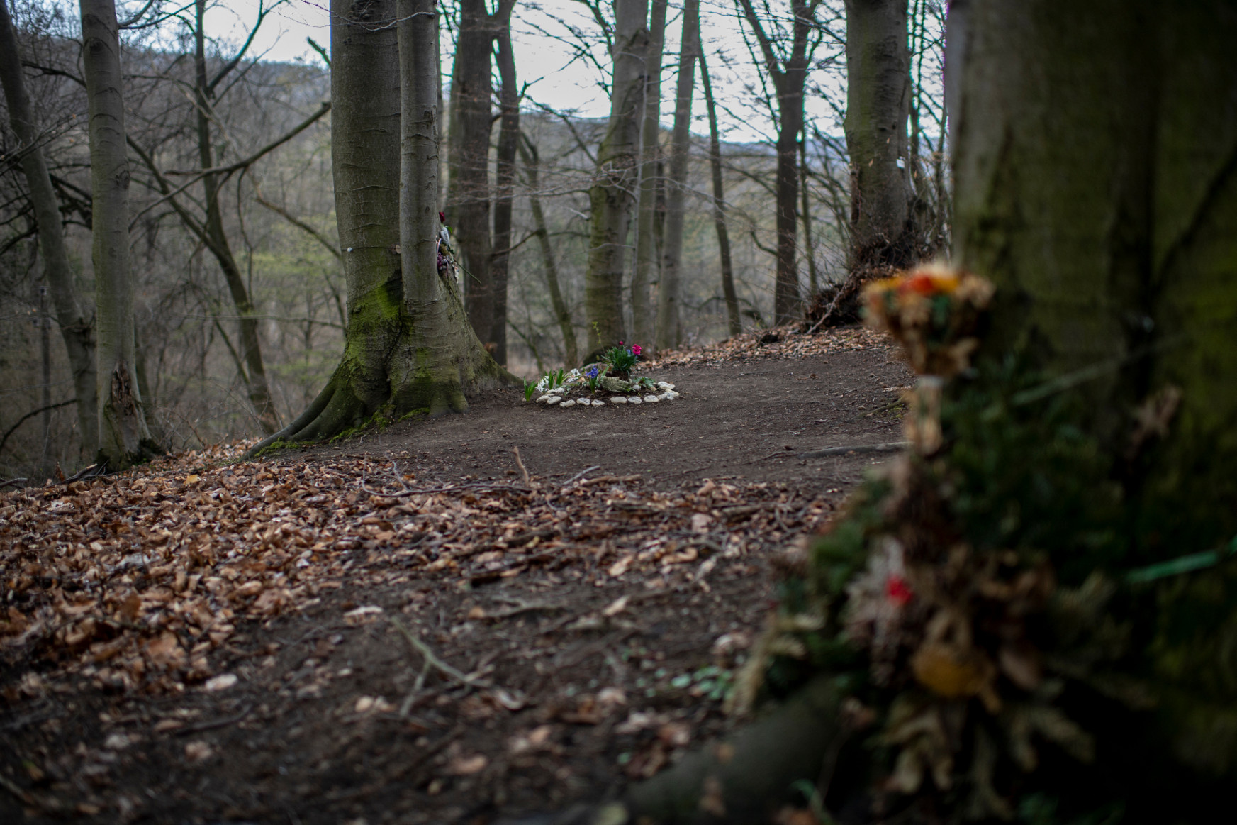 Hungary’s first memorial woodland — will Budapest have one soon?