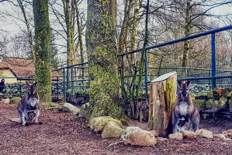 Róka tépett szét kengurukat egy németországi állatkertben