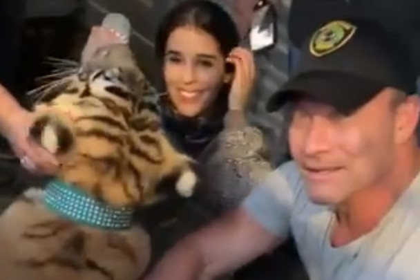 Hat nap után előkerült az a tigris, amivel gazdája a rendőrök elől menekült Houstonban