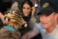Hat nap után előkerült az a tigris, amivel gazdája a rendőrök elől menekült Houstonban