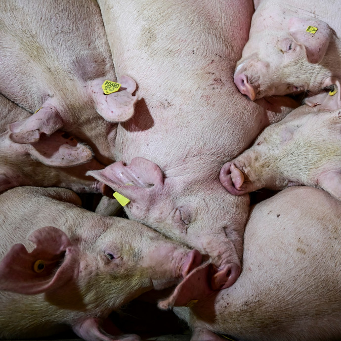 Az Oxfordi Egyetemmel közösen fejlesztett műhús két év múlva az angol boltok polcain lesz