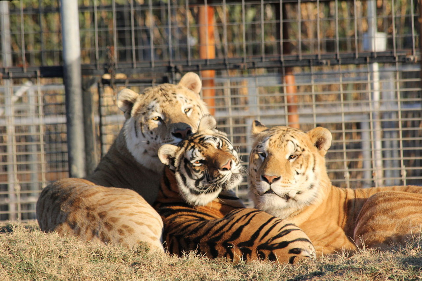 Megint nagymacskákat mentenek ki a Tiger Kingből ismert állatkertből