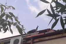 Fölszállott a páva egy zuglói társasház tetejére, a hangjával napokig zavarta az ott lakókat
