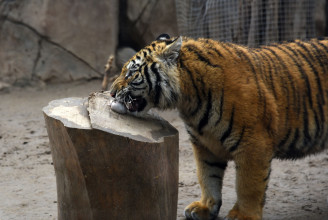 Tigrisek marcangolták szét a gondozóikat két különböző kínai állatkertben